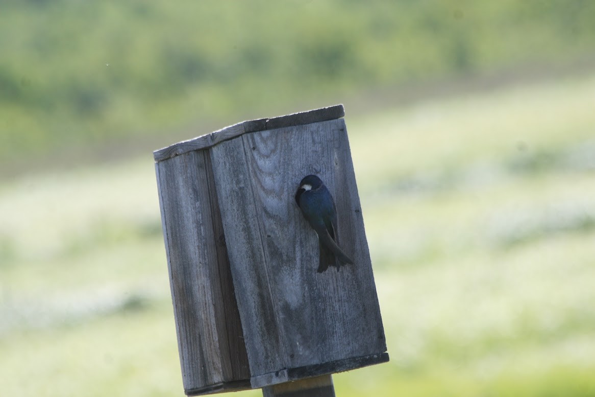 Tree Swallow - ML621644534