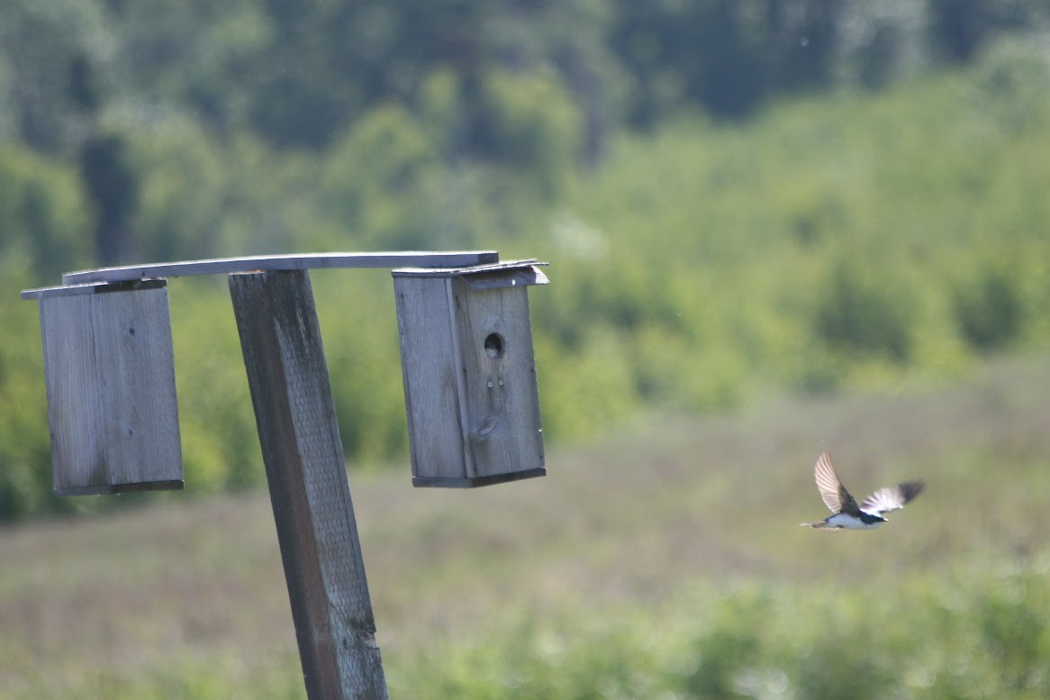 Tree Swallow - ML621644537