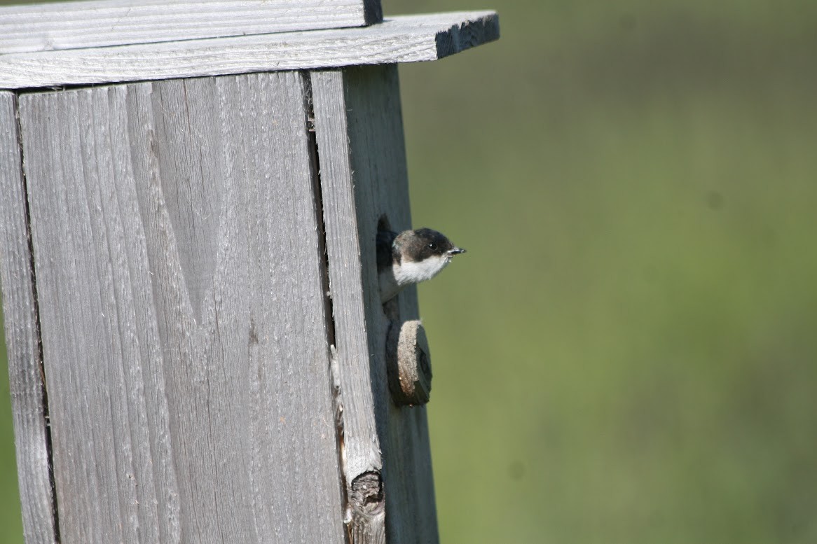 Tree Swallow - ML621644547