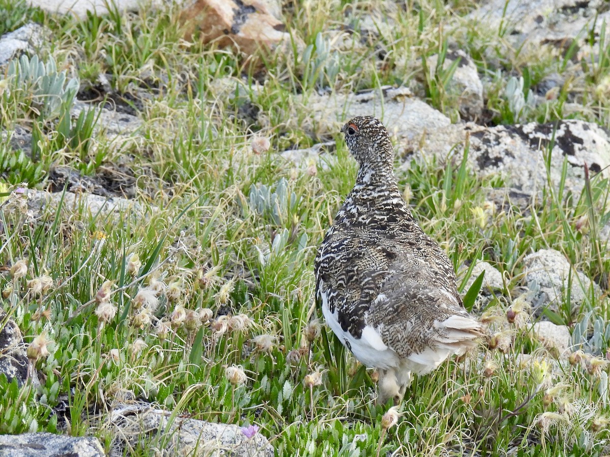 eBird Checklist - 19 Jul 2024 - Mount Audubon Trail - 10 species (+1 ...