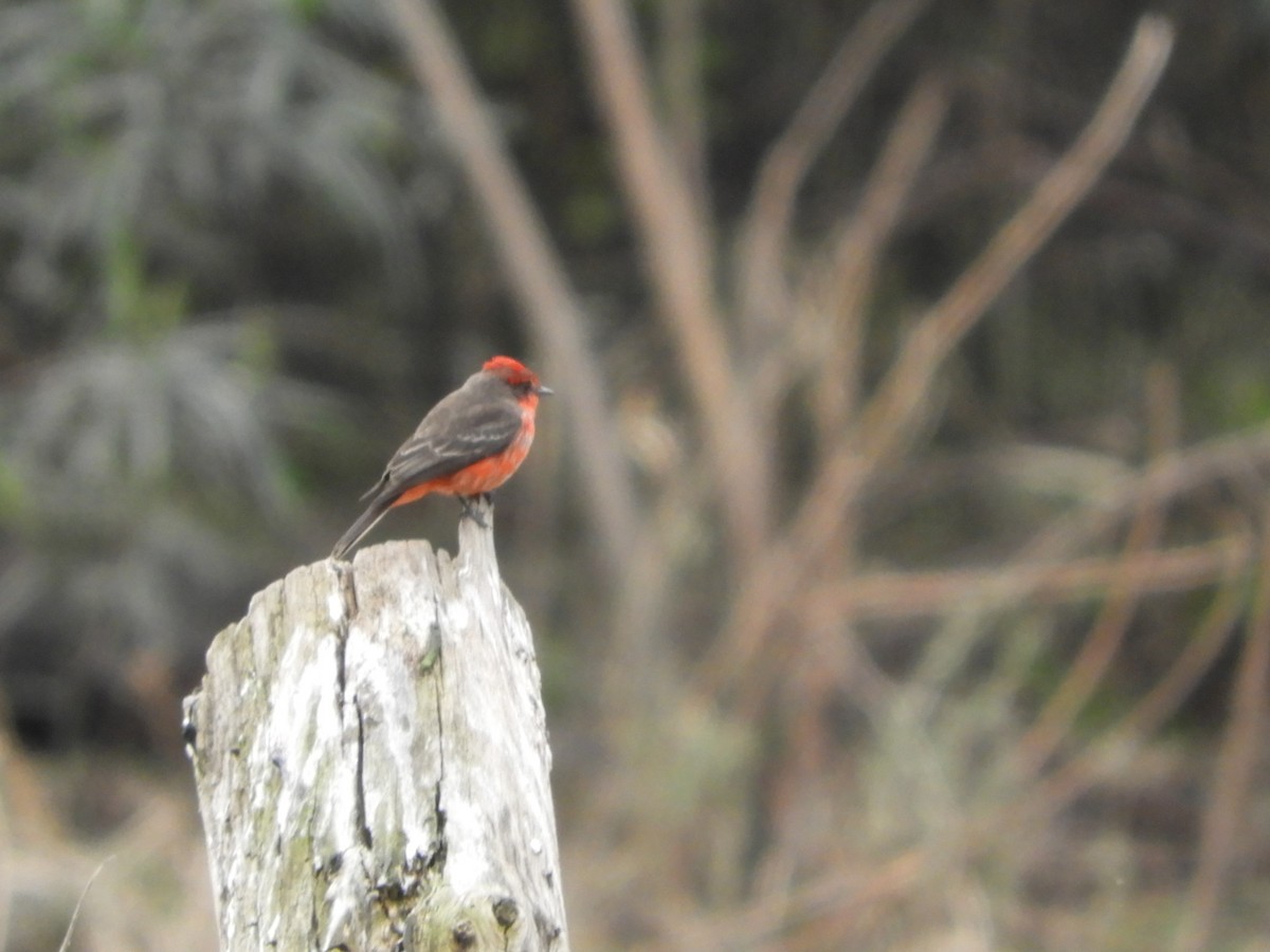 Vermilion Flycatcher - ML621644685