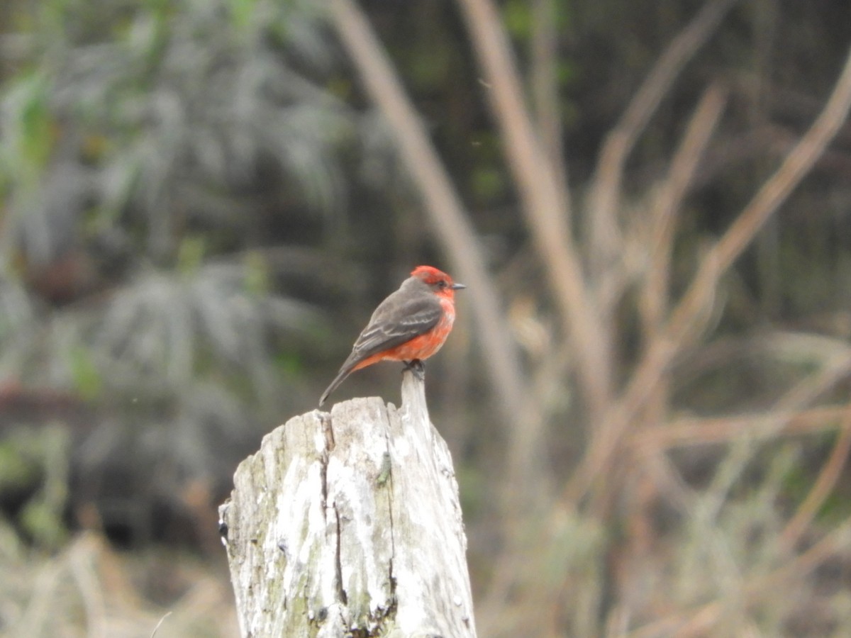 Vermilion Flycatcher - ML621644686