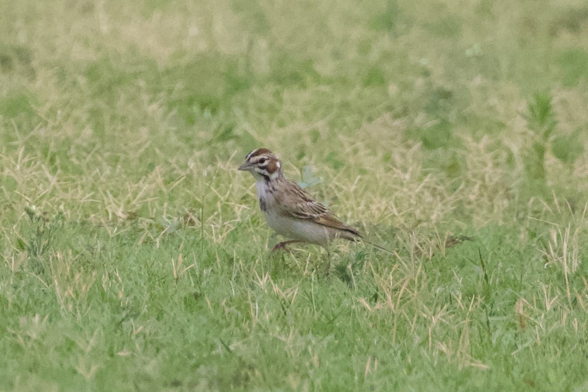 Lark Sparrow - ML621644687