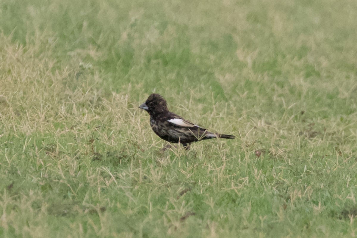 Lark Bunting - ML621644689
