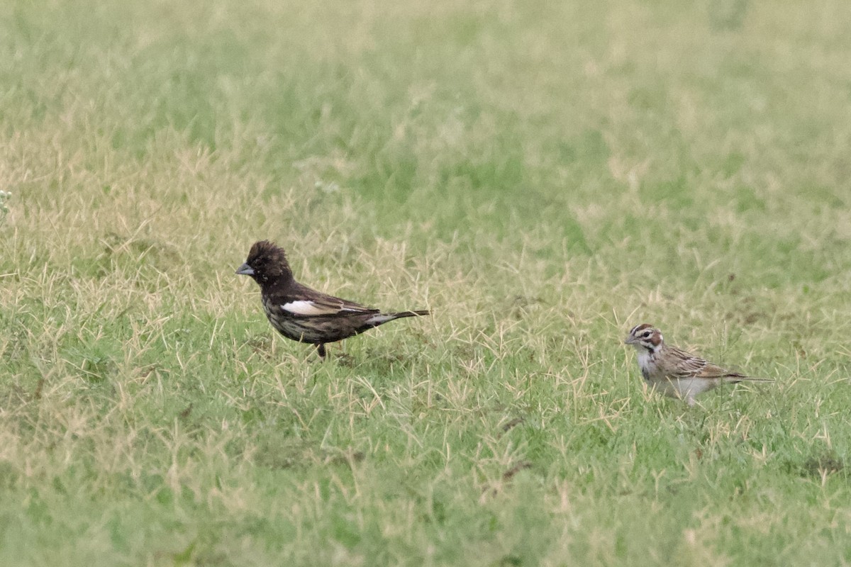 Lark Bunting - ML621644690