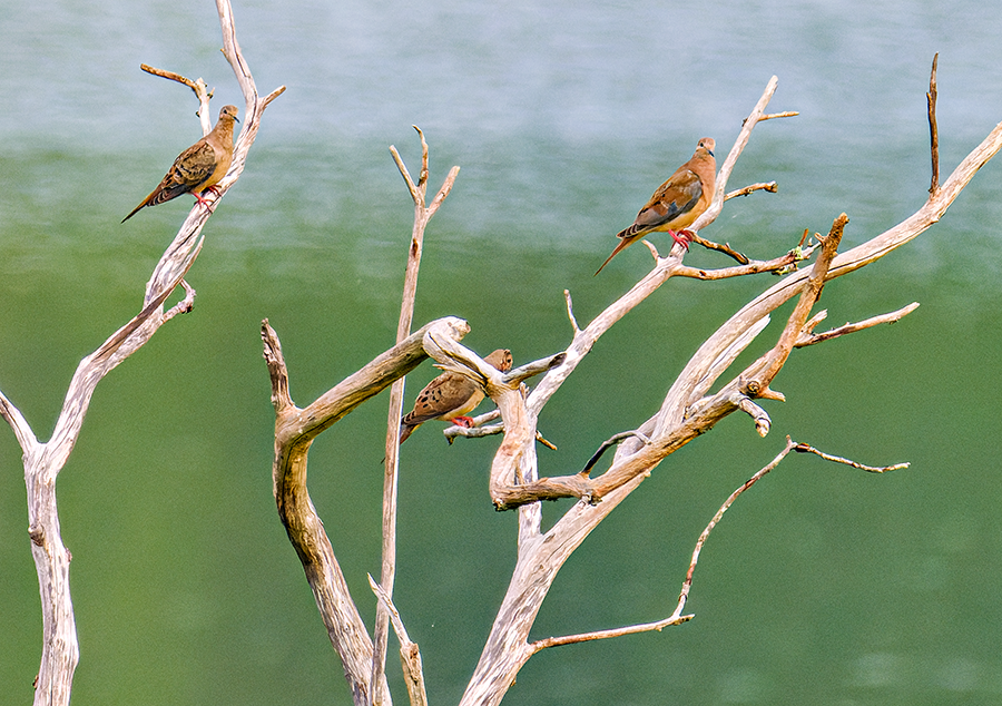 Mourning Dove - ML621644748
