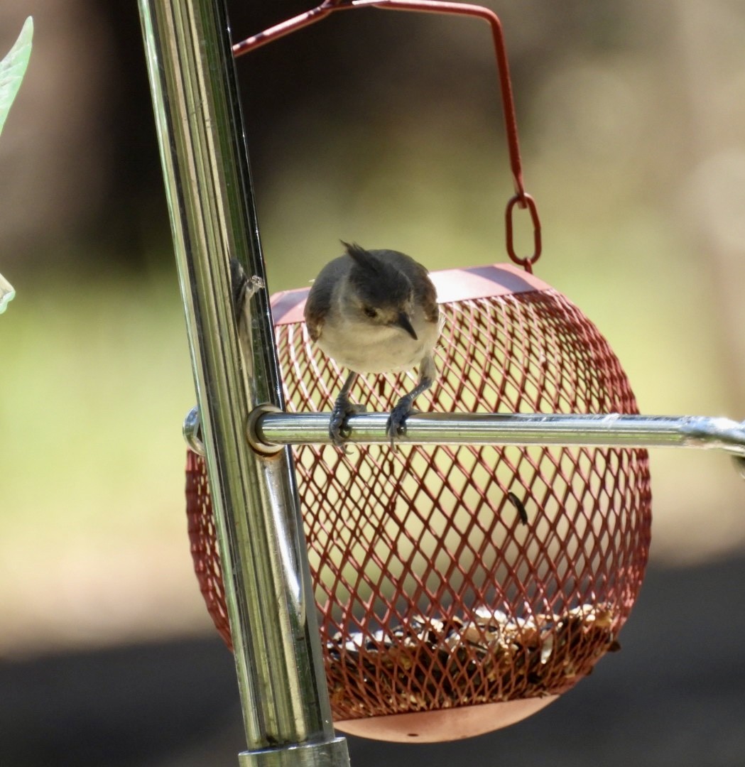 Black-crested Titmouse - ML621644774