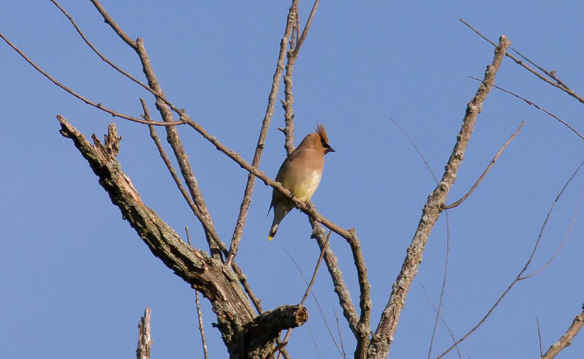 Cedar Waxwing - ML62164481