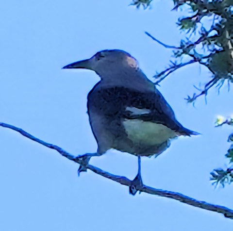 Clark's Nutcracker - ML621644852