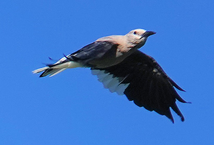 Clark's Nutcracker - ML621644853