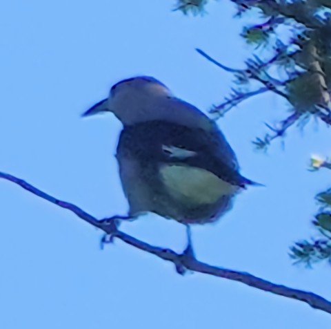 Clark's Nutcracker - ML621644854