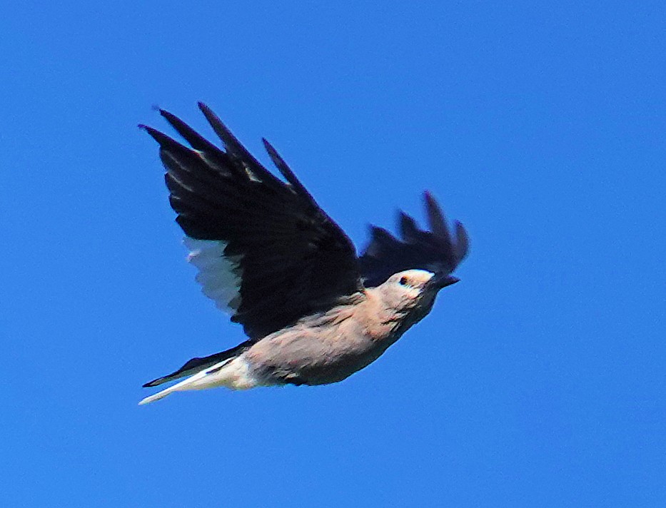 Clark's Nutcracker - ML621644855