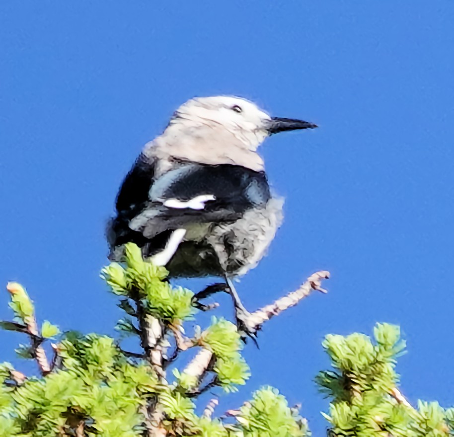 Clark's Nutcracker - ML621644856