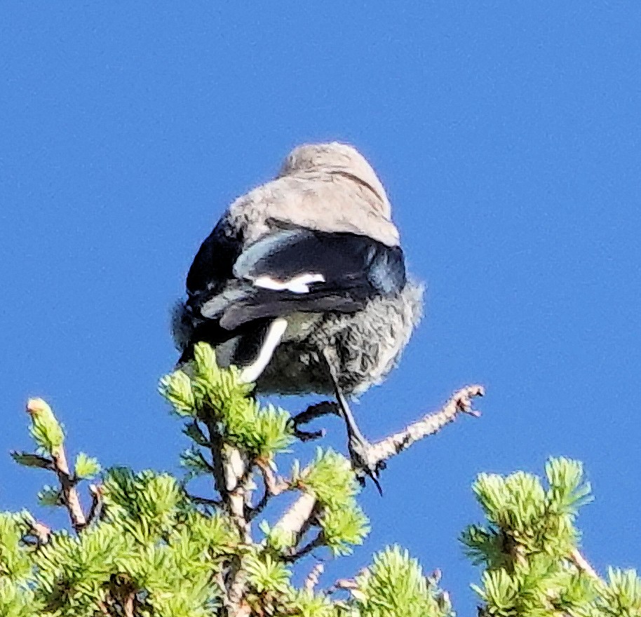 Clark's Nutcracker - ML621644857