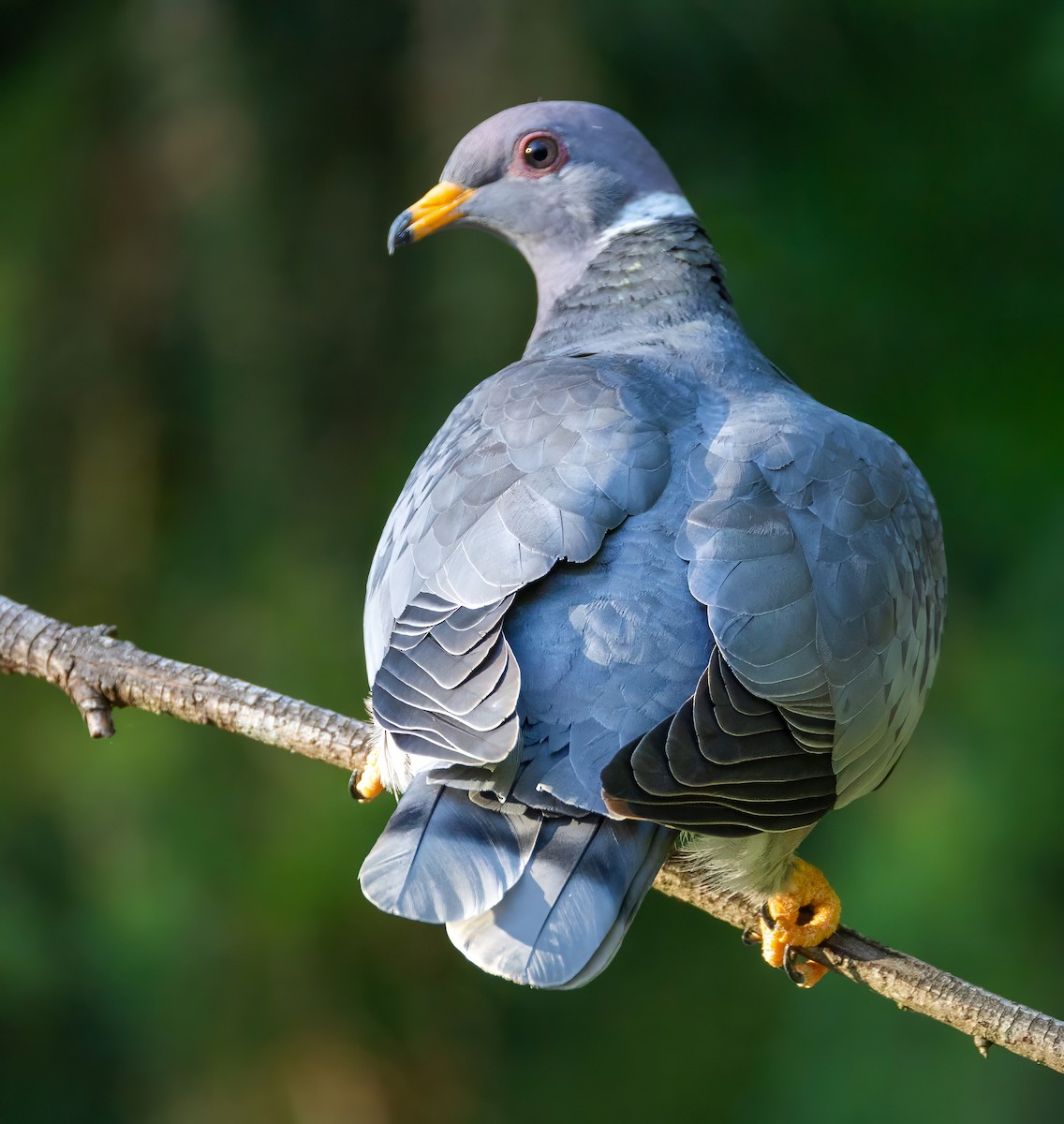Band-tailed Pigeon - ML621644861