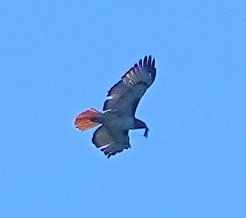 Red-tailed Hawk (calurus/alascensis) - ML621644866