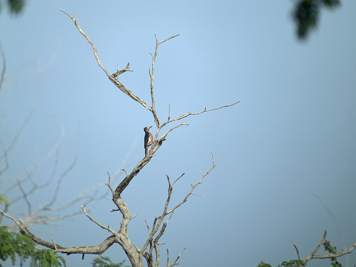 Puerto Rican Woodpecker - ML621644874