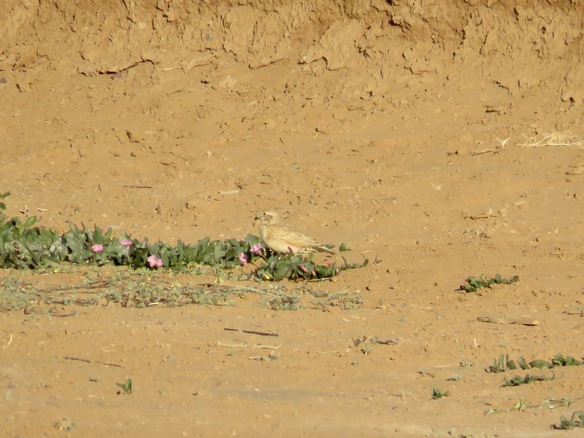 Crested Lark (Maghreb) - ML621644929