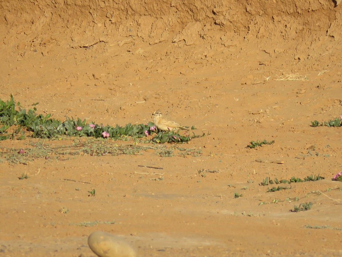 Crested Lark (Maghreb) - ML621644932