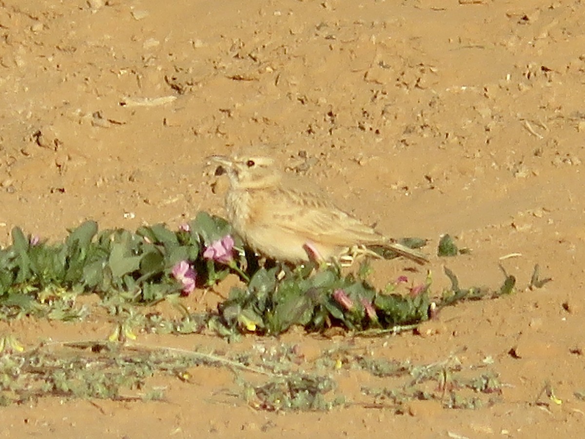 Crested Lark (Maghreb) - ML621644938