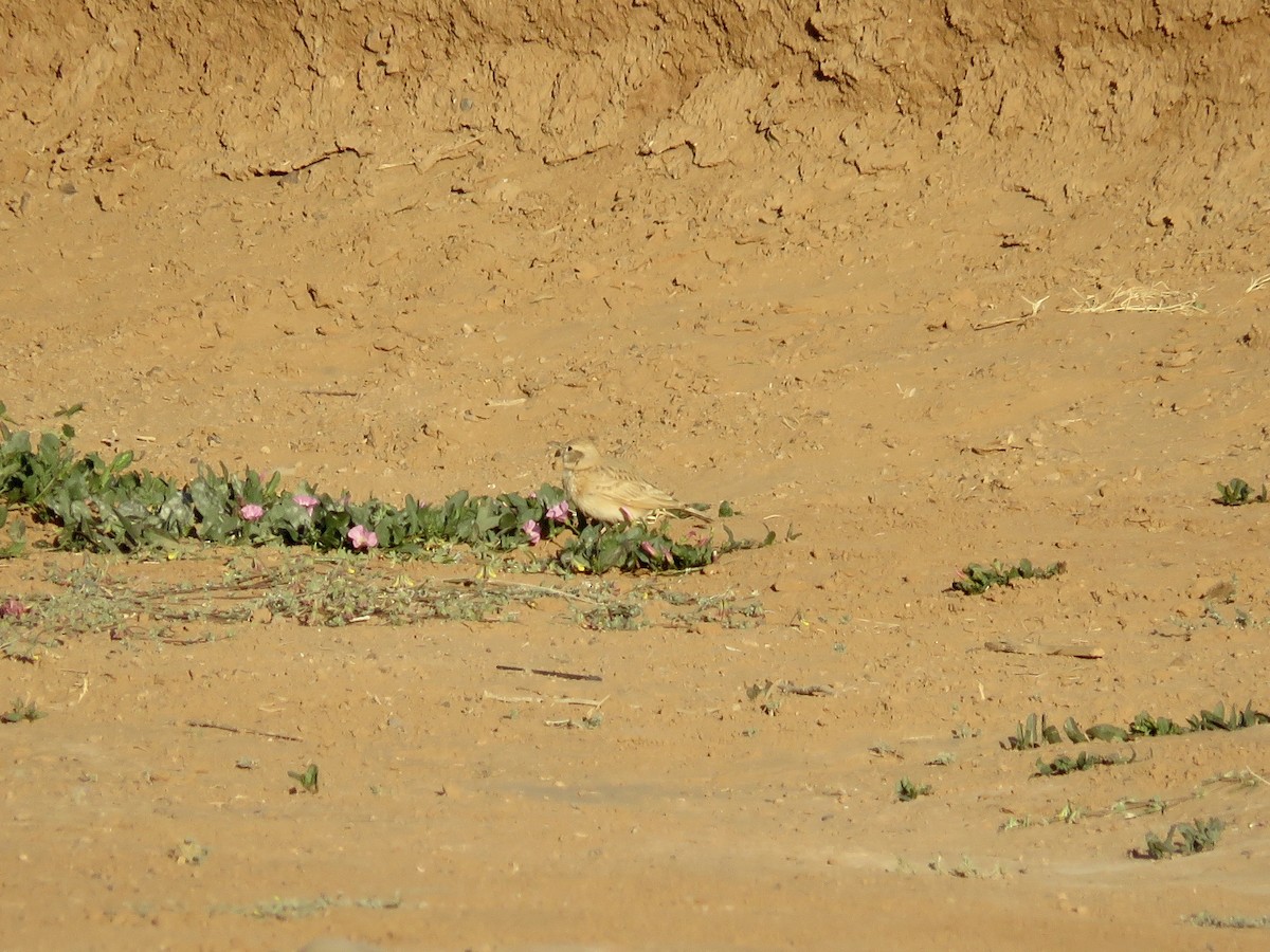 Crested Lark (Maghreb) - ML621644943