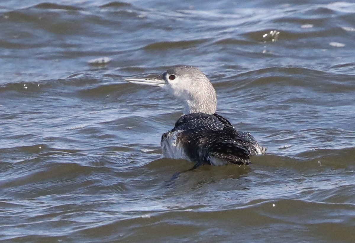 Red-throated Loon - ML621644947