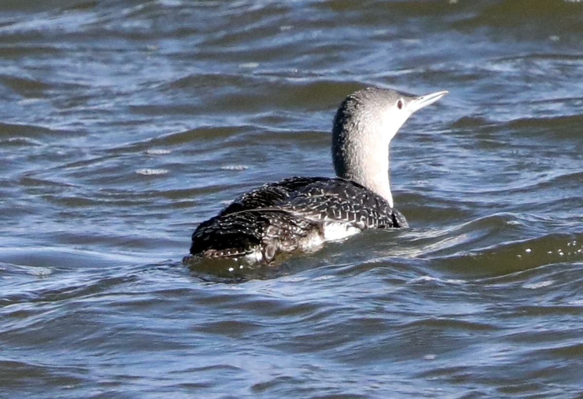 Red-throated Loon - ML621644949