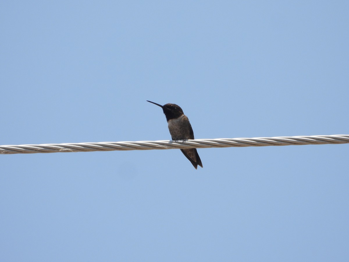 Black-chinned Hummingbird - ML621644965