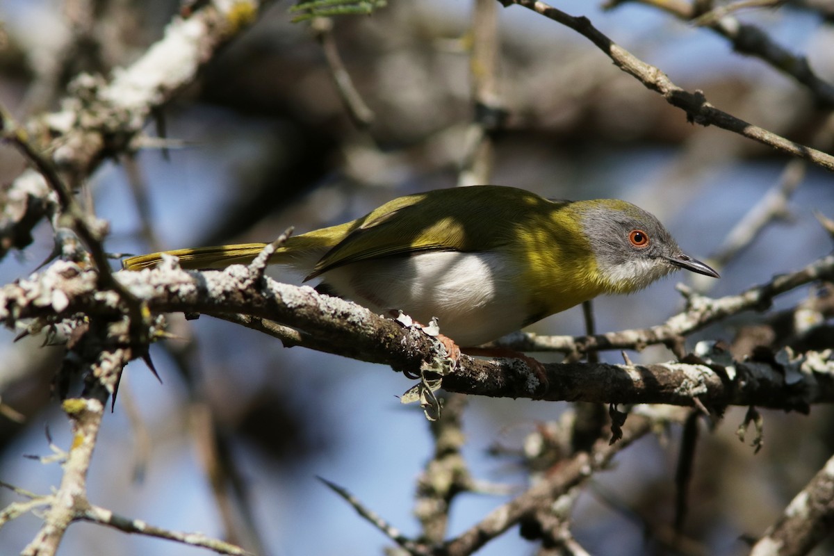 Yellow-breasted Apalis - ML621644970