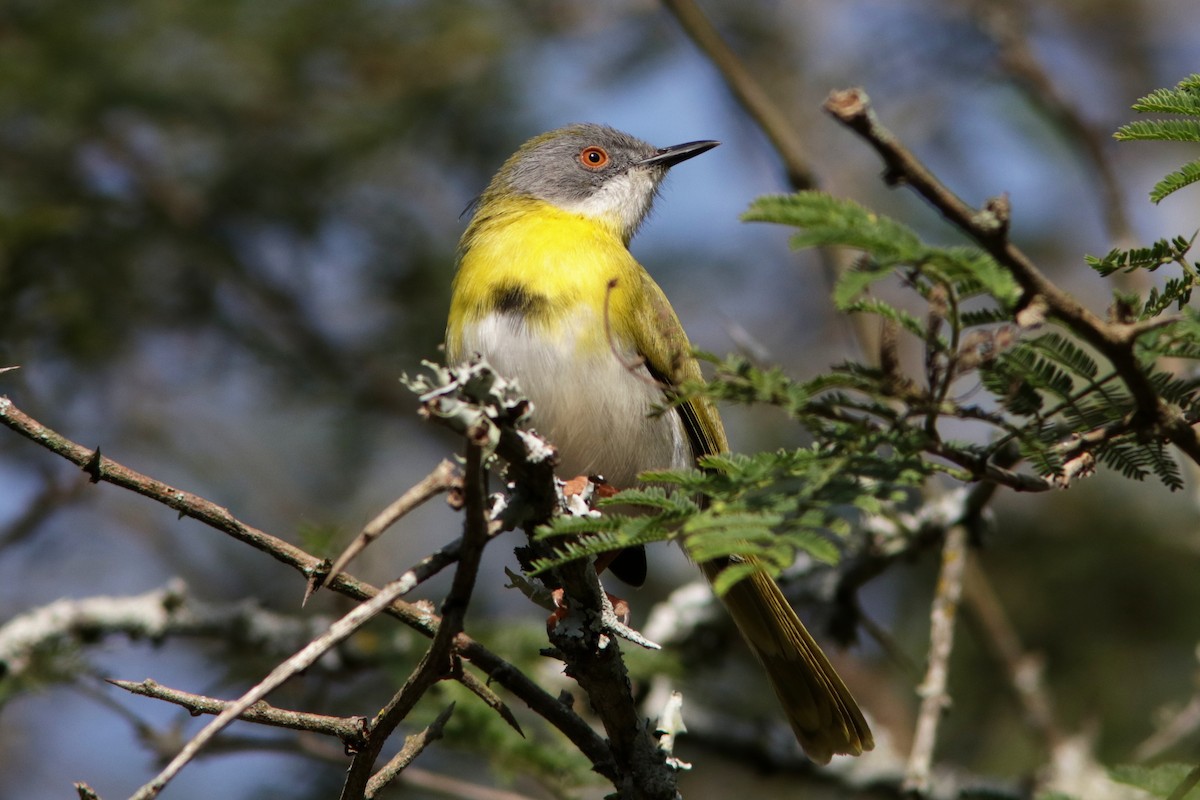 Yellow-breasted Apalis - ML621644971
