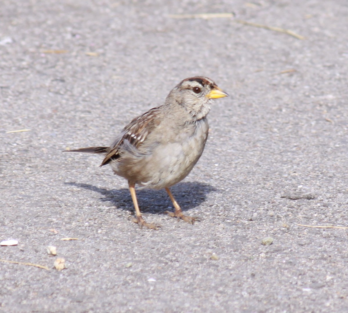 White-crowned Sparrow - ML621644973