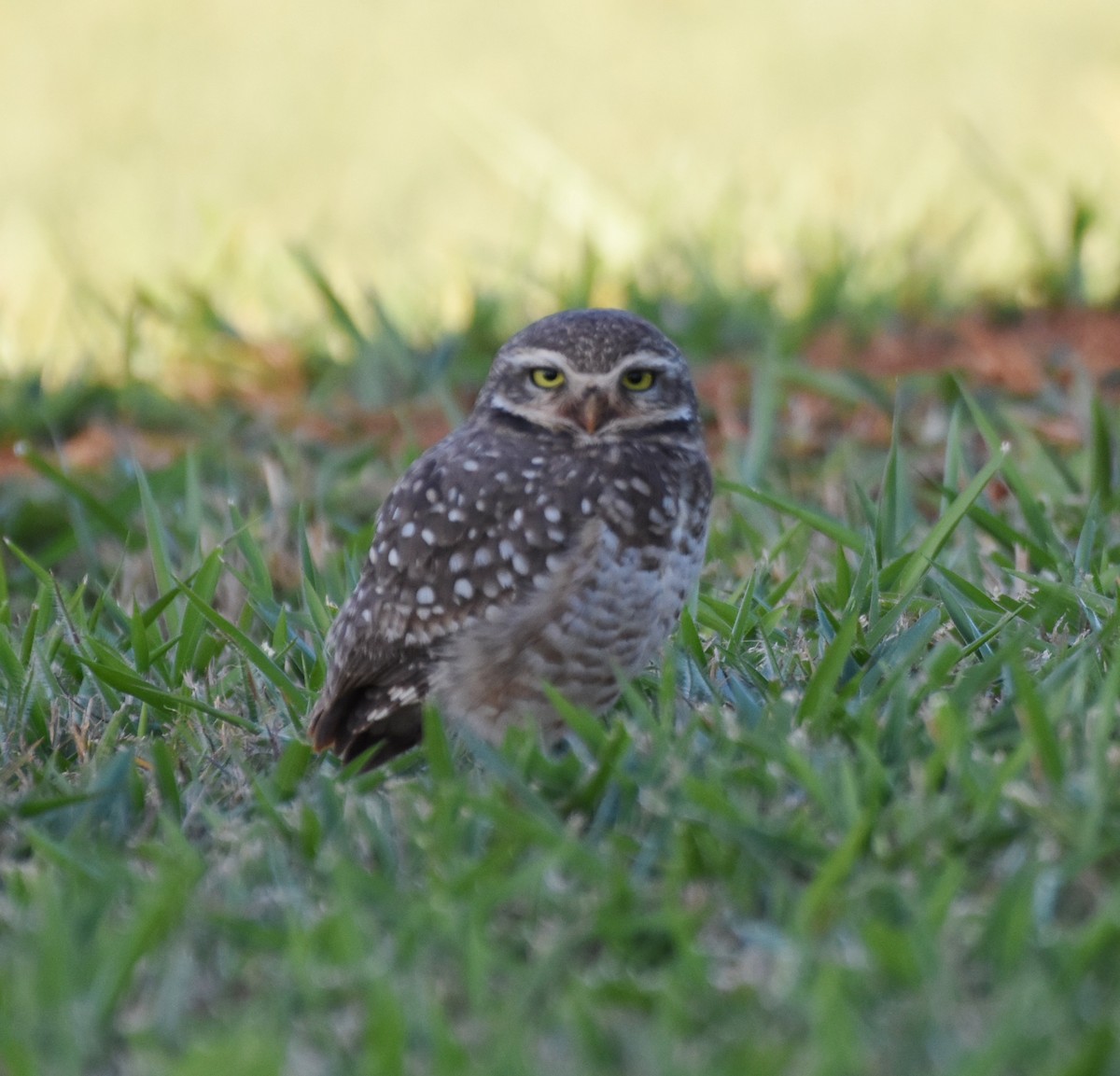 Burrowing Owl - ML621644978