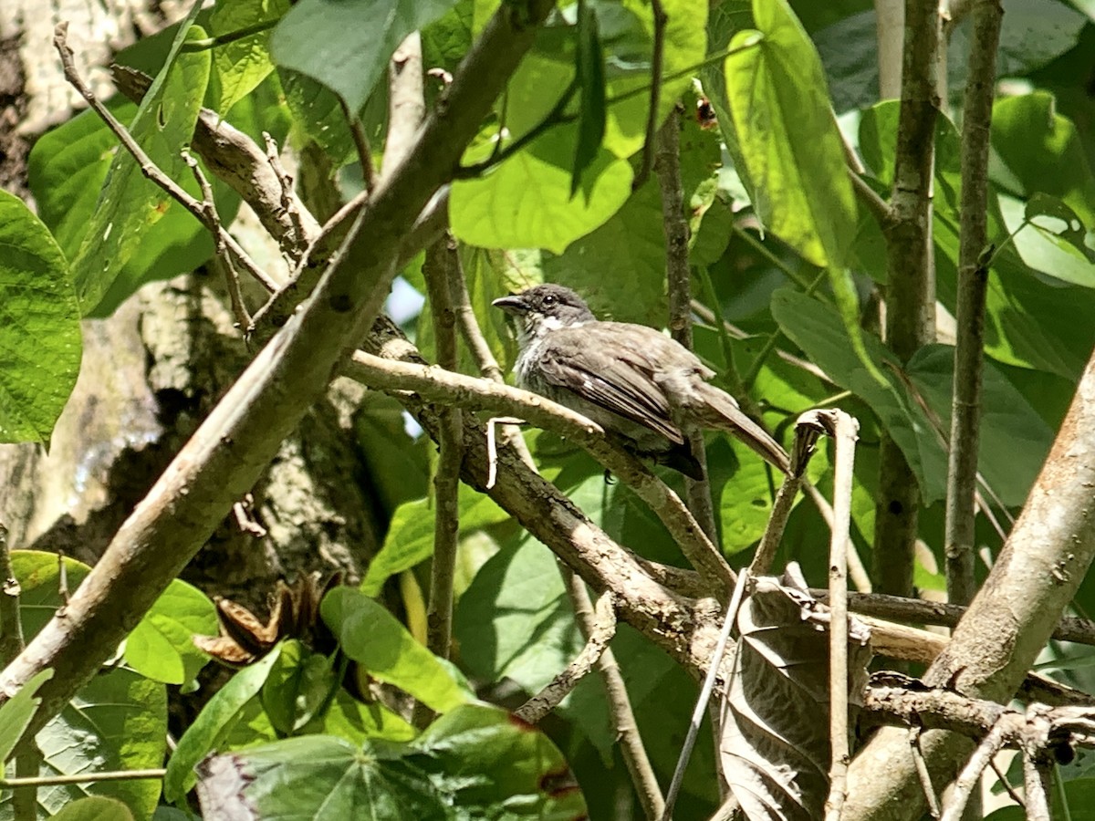 Puerto Rican Tanager - ML621645031