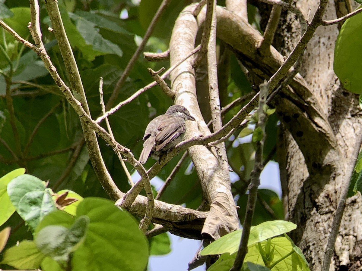 Puerto Rican Tanager - ML621645032