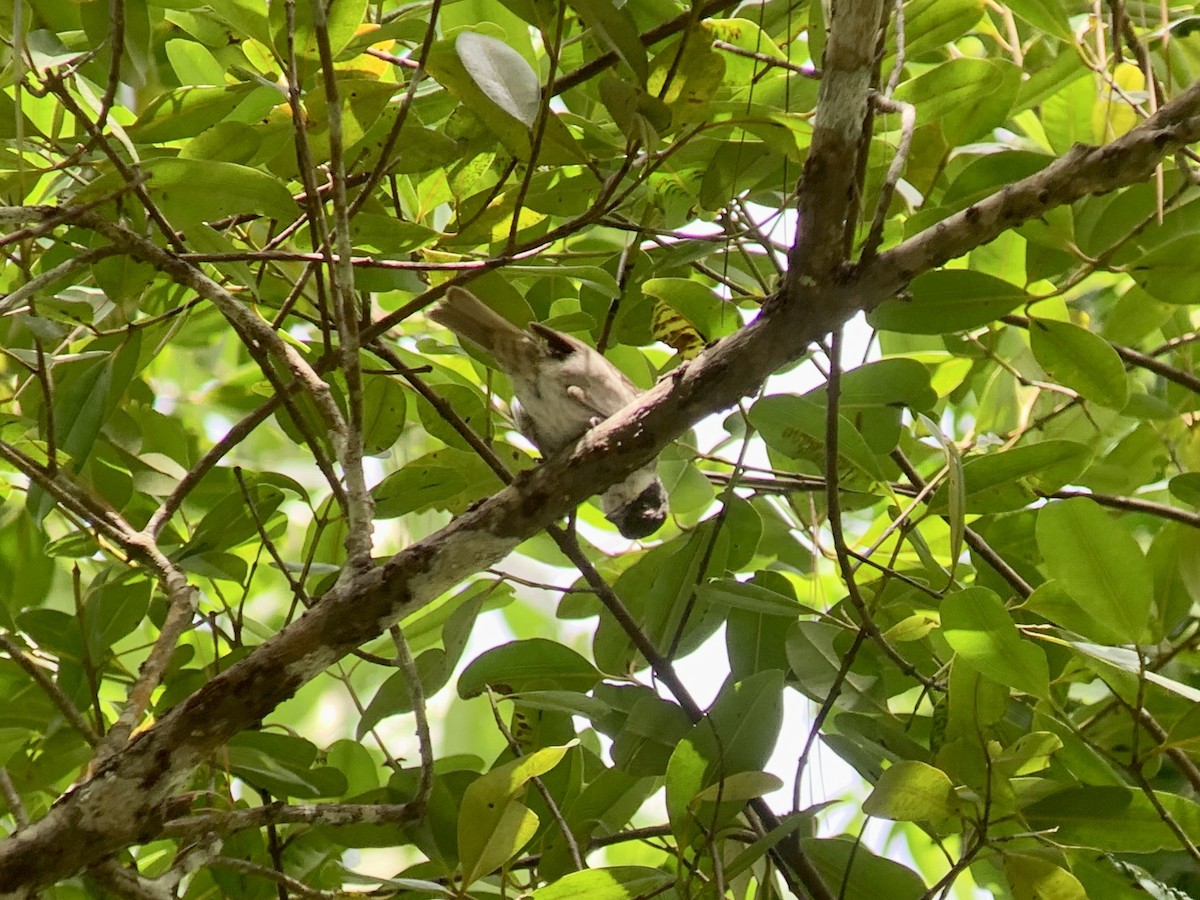 Puerto Rican Tanager - ML621645033