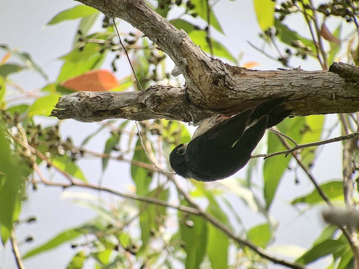 Puerto Rican Woodpecker - ML621645039