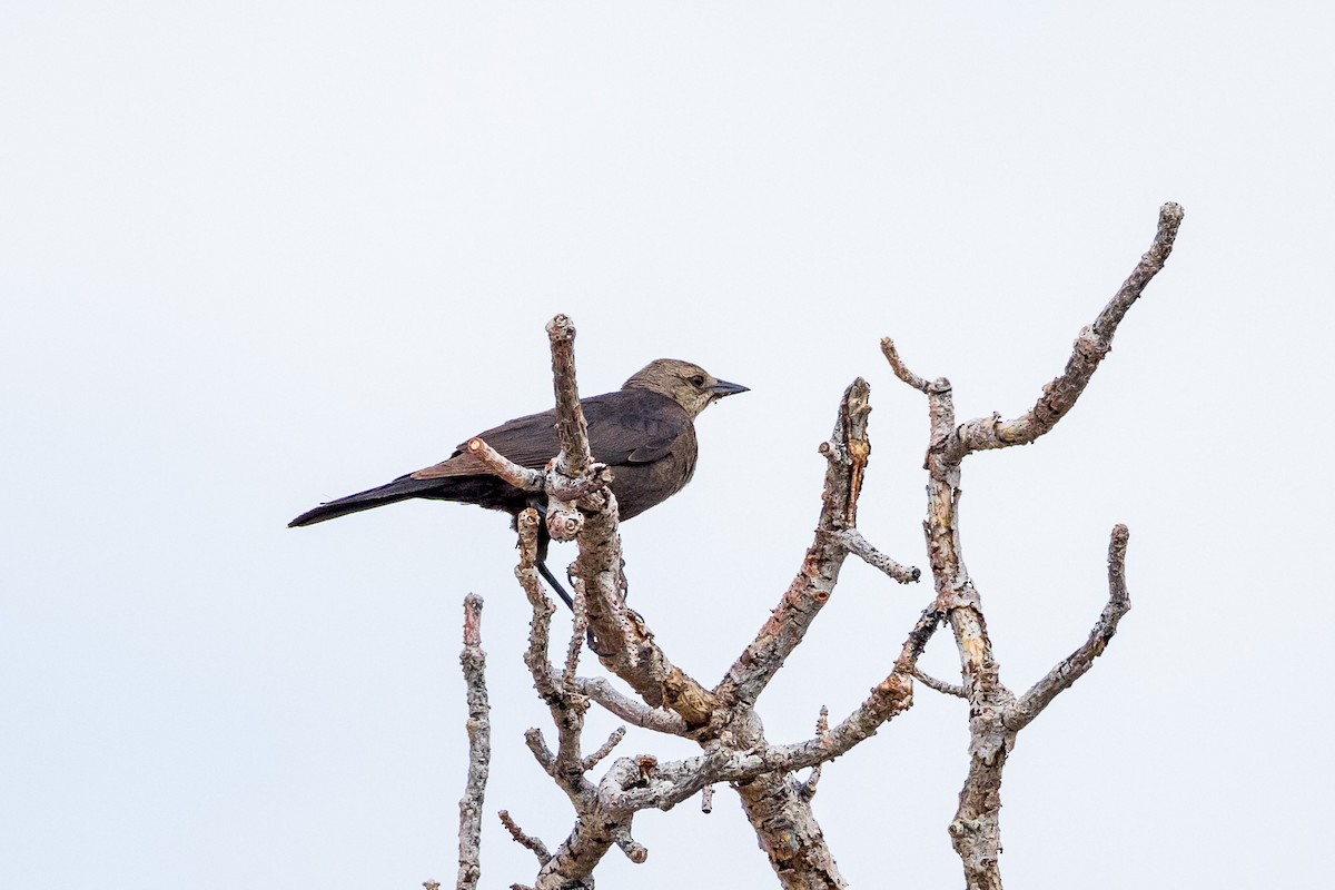 Brewer's Blackbird - ML621645099