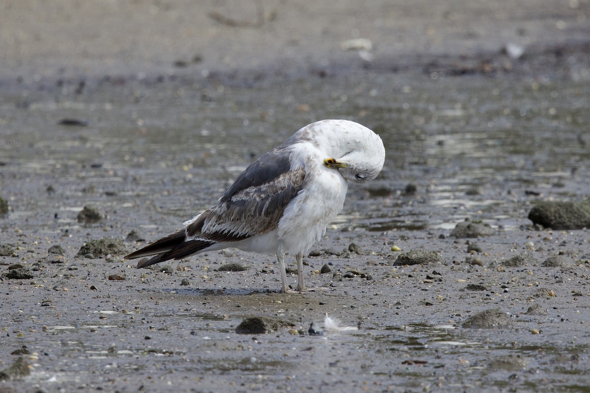 Lesser Black-backed Gull - ML621645102