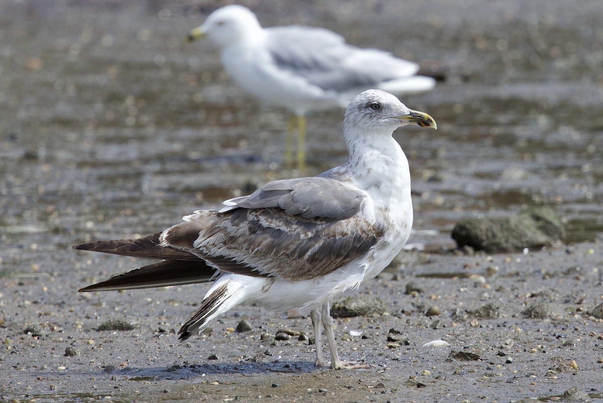 Lesser Black-backed Gull - ML621645104