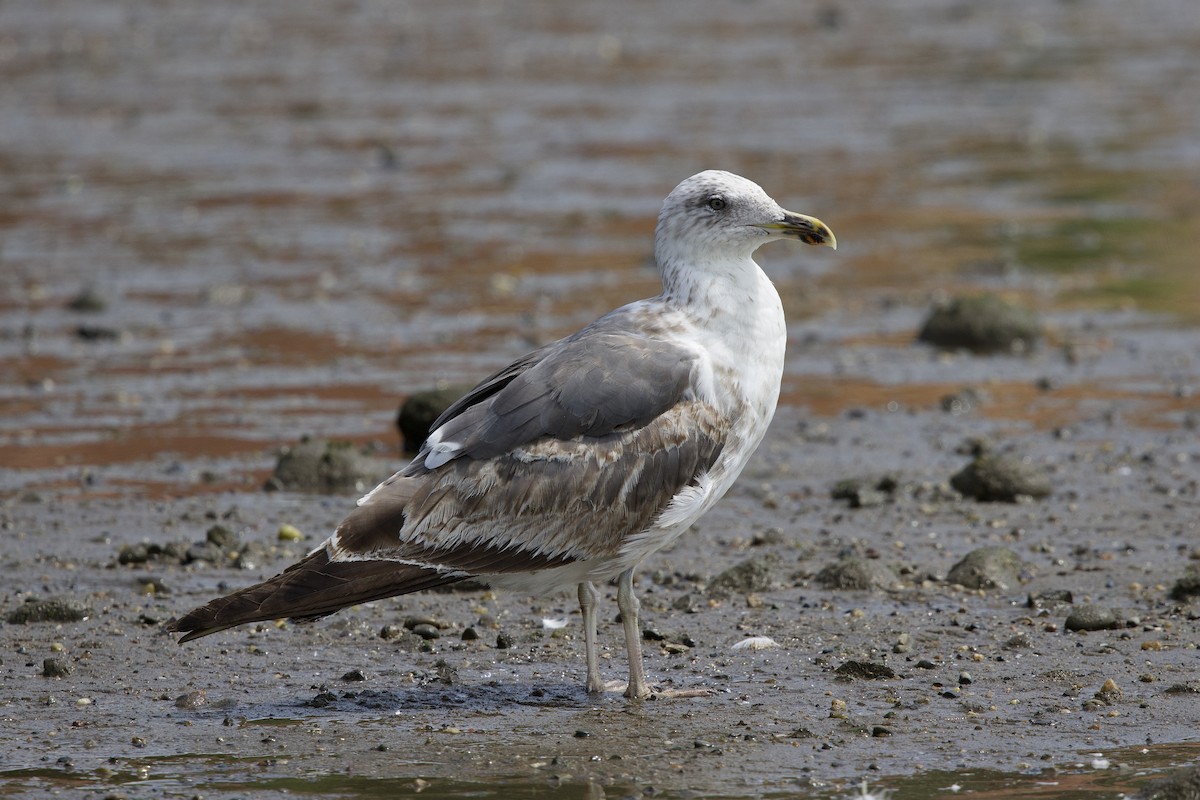 Lesser Black-backed Gull - ML621645105