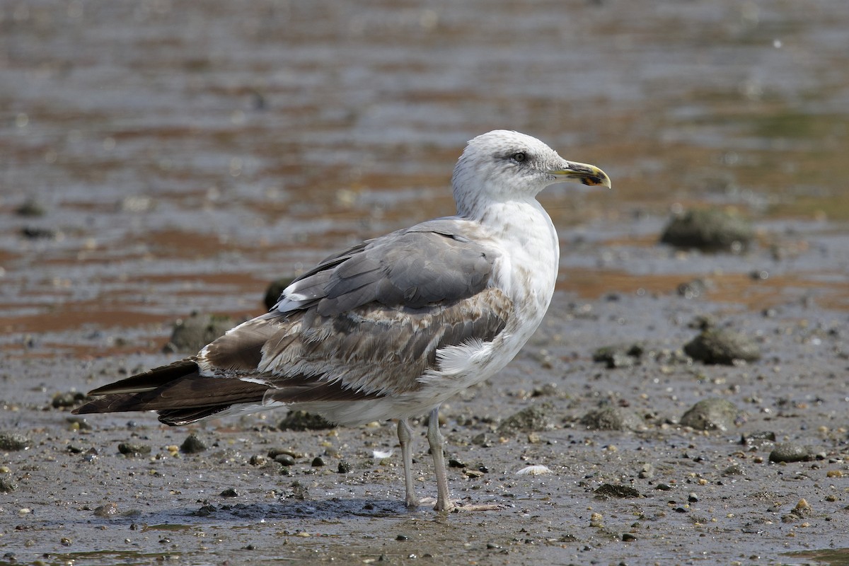 Lesser Black-backed Gull - Julien Amsellem