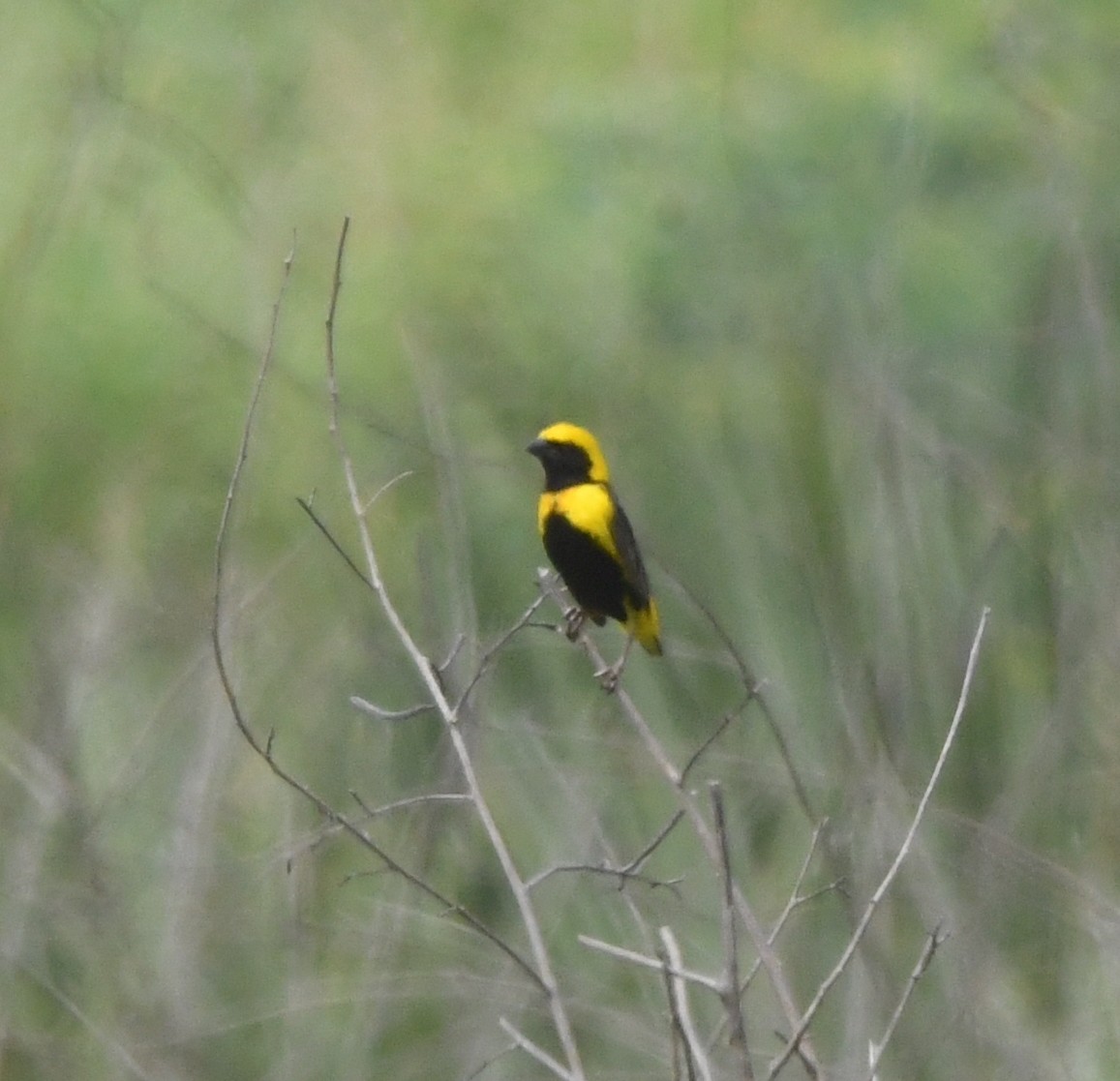 Yellow-crowned Bishop - ML621645179