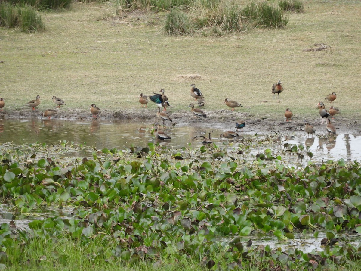 Black-bellied Whistling-Duck - ML621645276