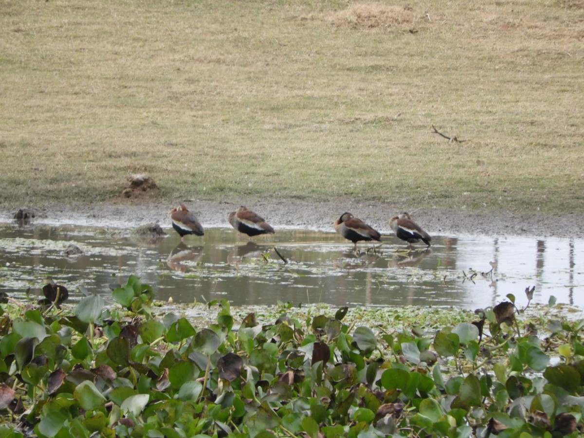 Black-bellied Whistling-Duck - ML621645277