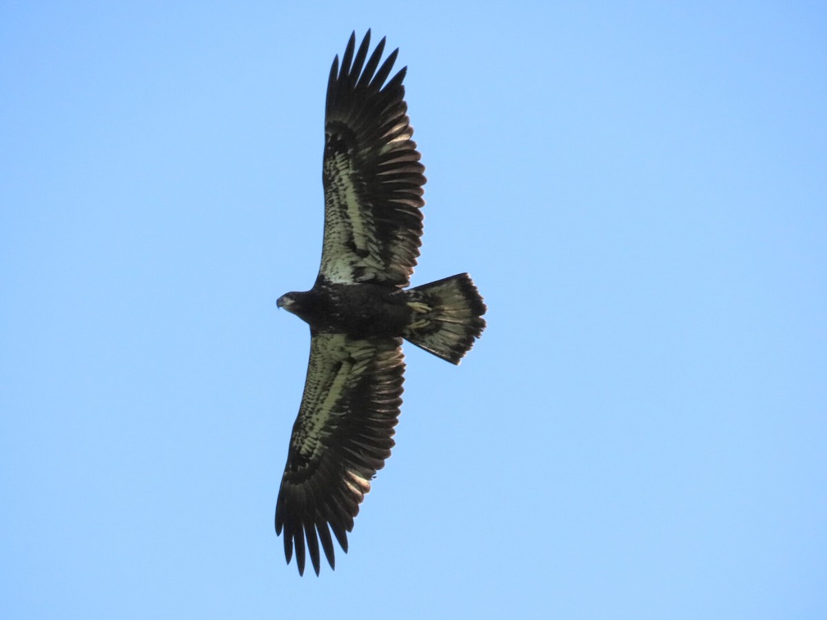 Bald Eagle - ML621645349