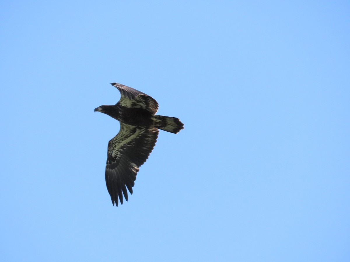 Bald Eagle - ML621645350