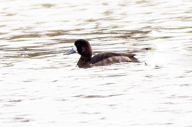 Greater Scaup - ML621645394
