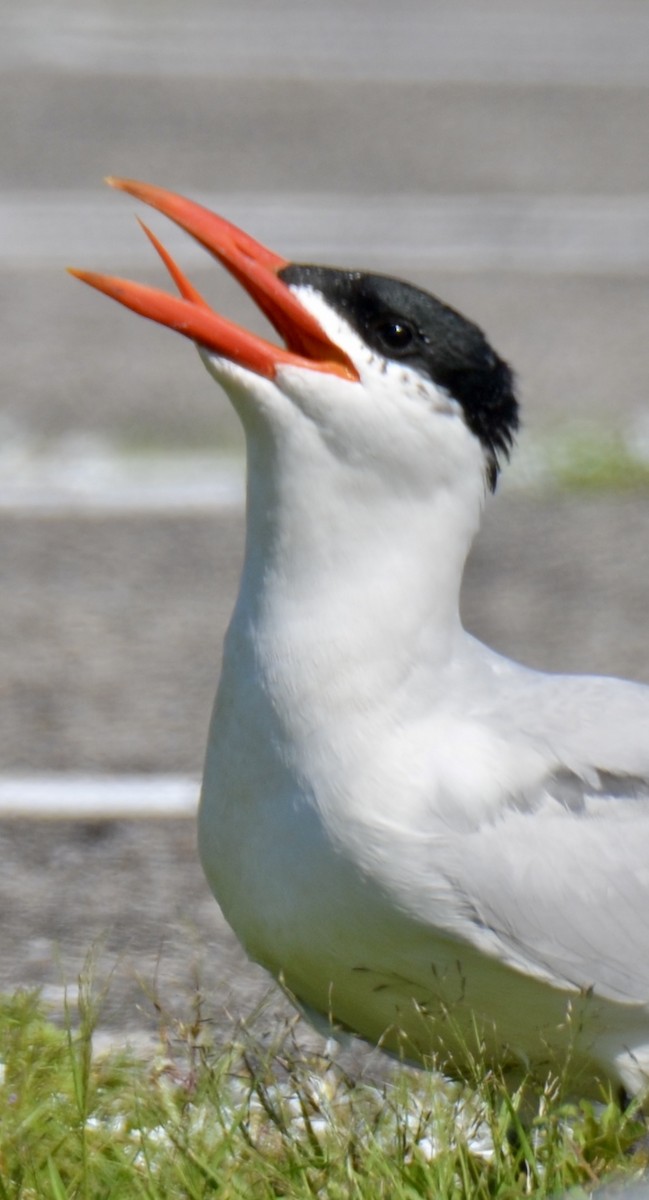 Caspian Tern - ML621645537