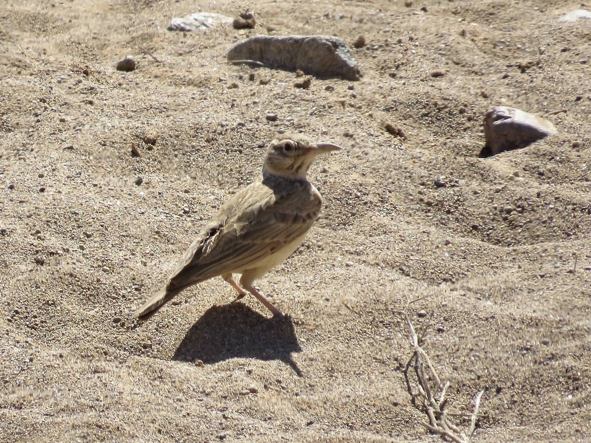 Crested Lark (Maghreb) - ML621645835