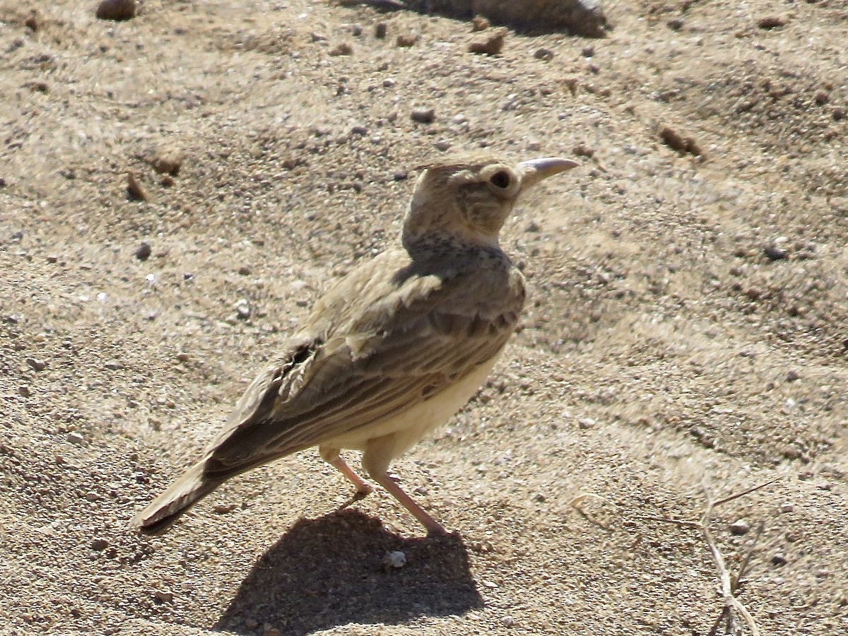 Crested Lark (Maghreb) - ML621645844